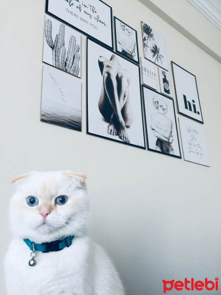 Scottish Fold, Kedi  Oscar fotoğrafı