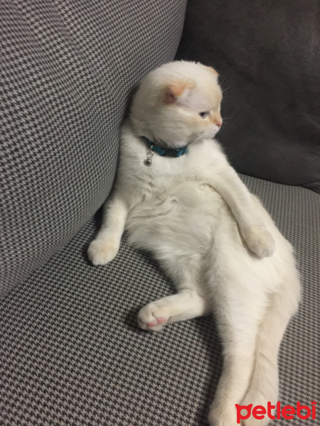 Scottish Fold, Kedi  Oscar fotoğrafı