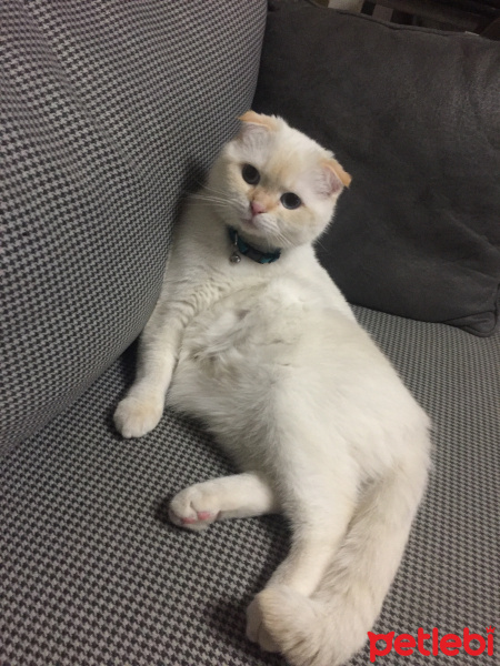 Scottish Fold, Kedi  Oscar fotoğrafı
