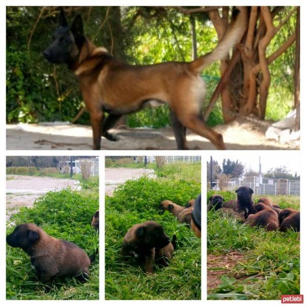 Belçika Malinois, Köpek  Lucy fotoğrafı