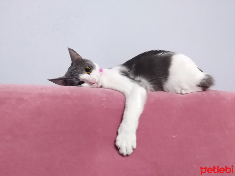 Tekir Kedi, Kedi  Boncuk fotoğrafı