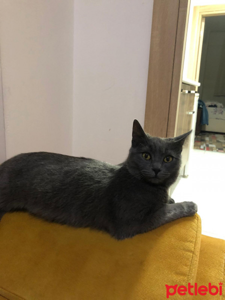 British Shorthair, Kedi  Mia fotoğrafı