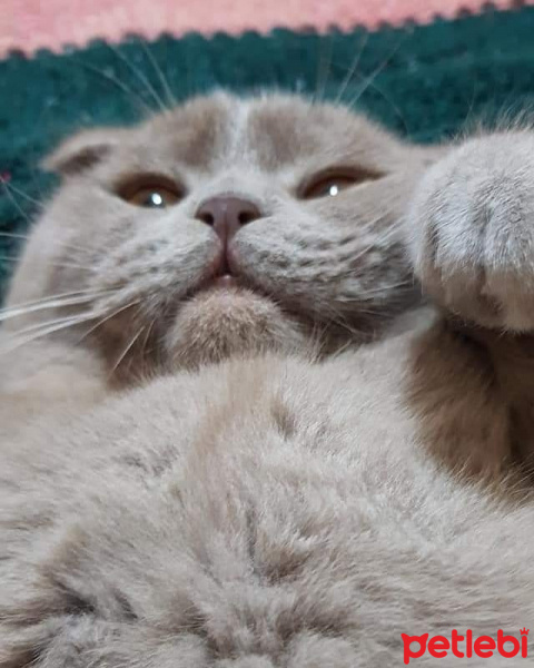 British Shorthair, Kedi  Bolshoi fotoğrafı