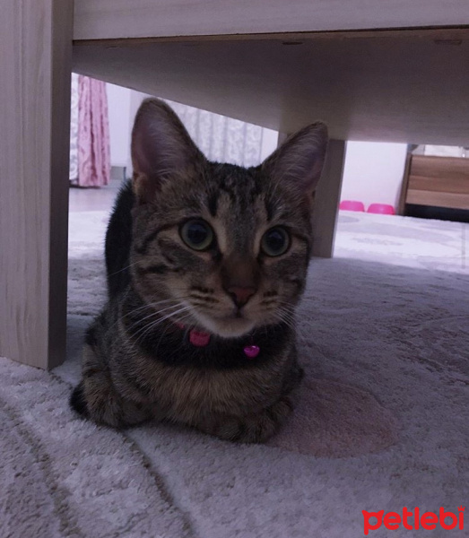 Tekir Kedi, Kedi  Ada fotoğrafı
