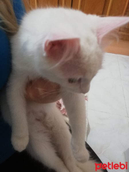 Tekir Kedi, Kedi  Sakiz fotoğrafı