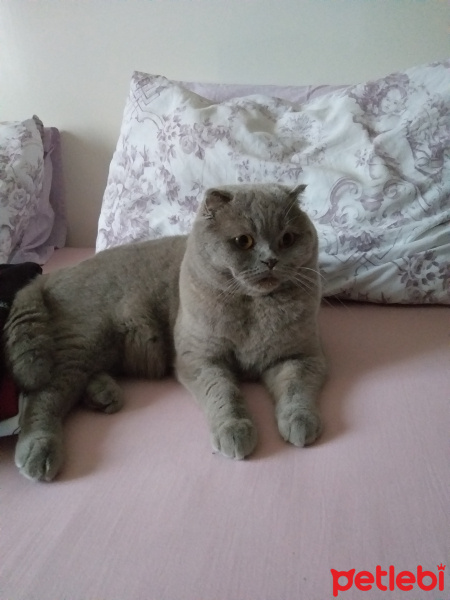 Scottish Fold, Kedi  Kiwi fotoğrafı