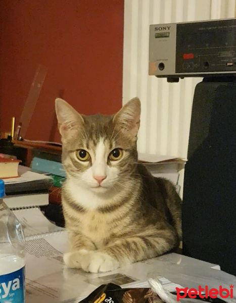 Tekir Kedi, Kedi  Mars fotoğrafı