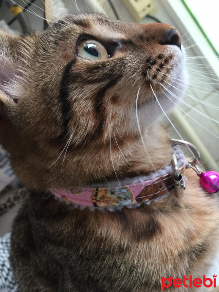 Tekir Kedi, Kedi  Fındık fotoğrafı