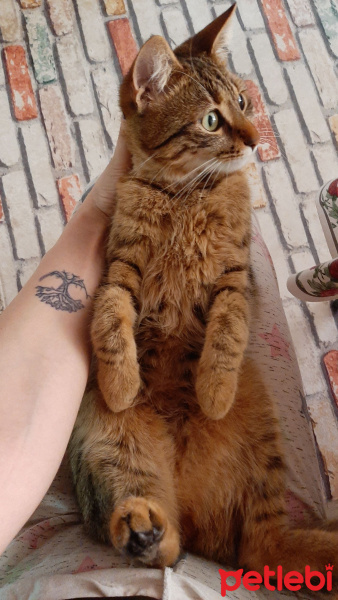 Tekir Kedi, Kedi  Fındık fotoğrafı