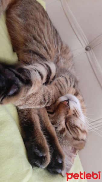 Tekir Kedi, Kedi  Fındık fotoğrafı