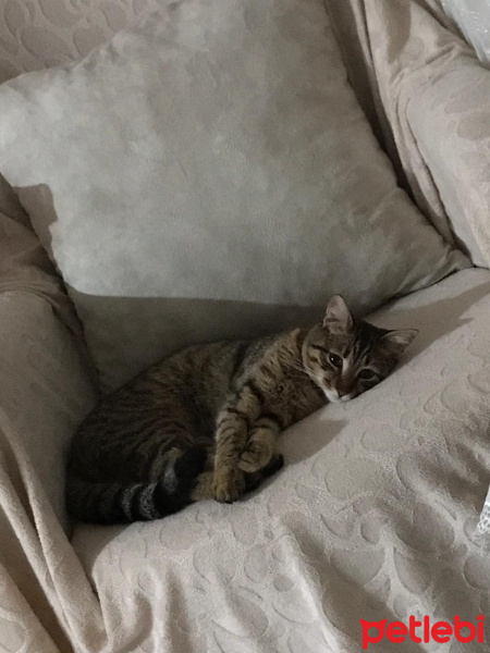 Tekir Kedi, Kedi  Fındık fotoğrafı
