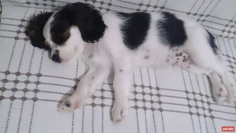 Cavalier King Charles Spanieli, Köpek  Şef fotoğrafı