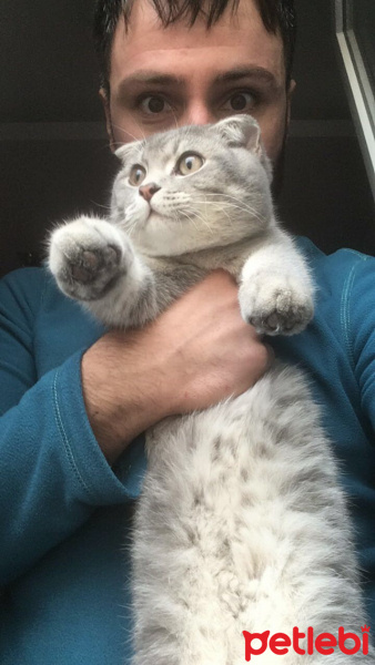 Scottish Fold, Kedi  Leo fotoğrafı