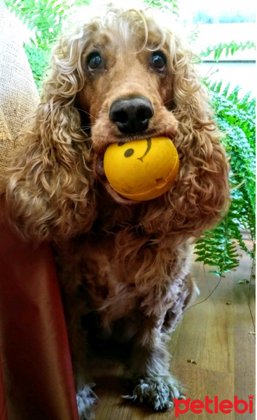 Amerikan Cocker Spaniel, Köpek  Şira fotoğrafı