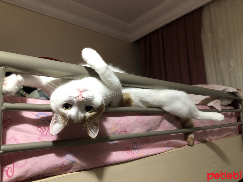 Tekir Kedi, Kedi  Pastel fotoğrafı