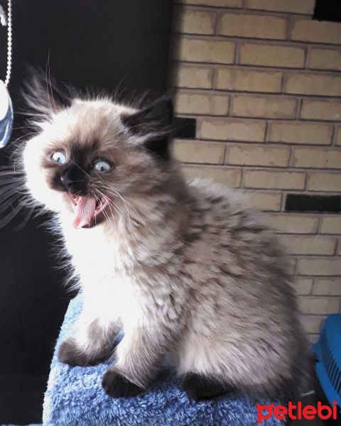 British Shorthair, Kedi  Muffin fotoğrafı
