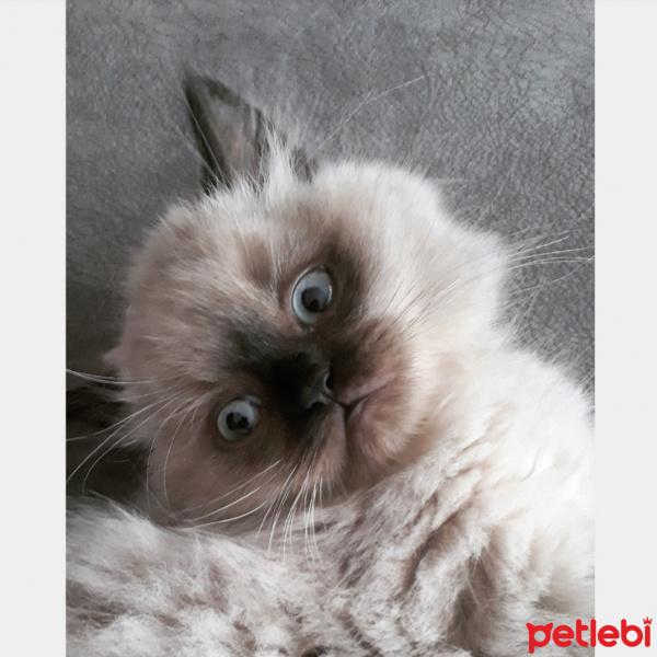 British Shorthair, Kedi  Muffin fotoğrafı