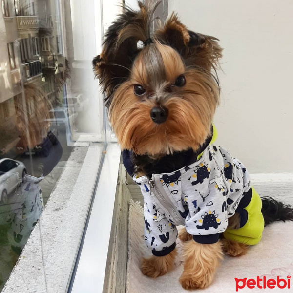 Yorkshire Terrier, Köpek  Tarçın fotoğrafı