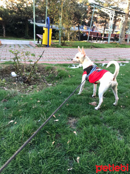 Minyatür Pinscher, Köpek  maxx fotoğrafı