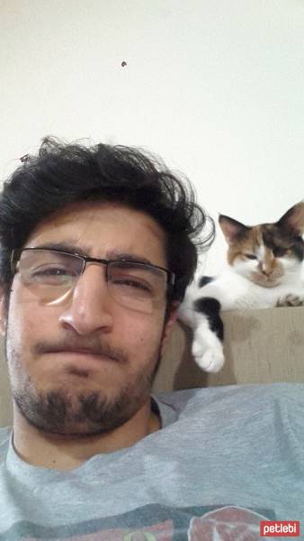 Tekir Kedi, Kedi  Ceku fotoğrafı