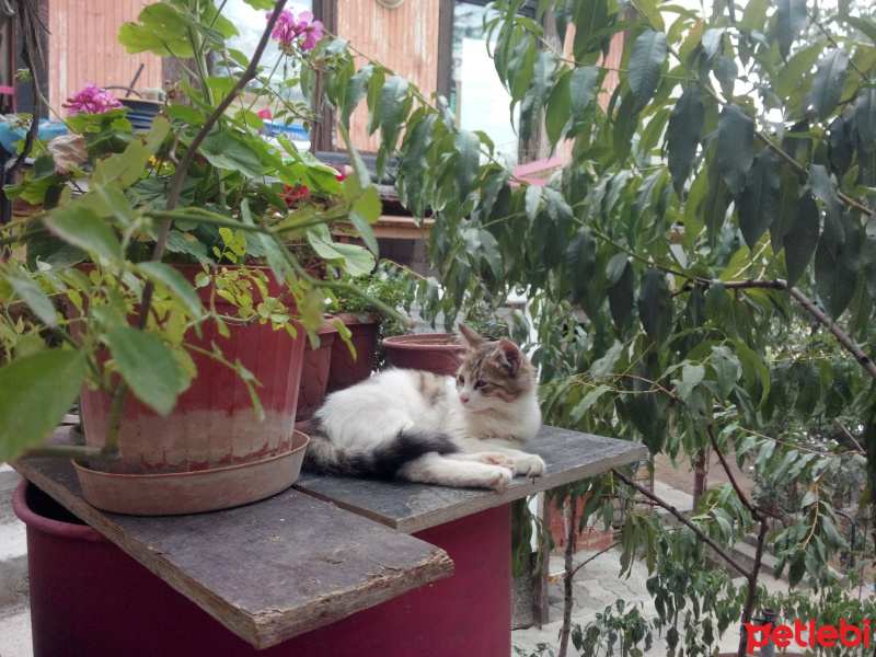 Tekir Kedi, Kedi  pufi fotoğrafı