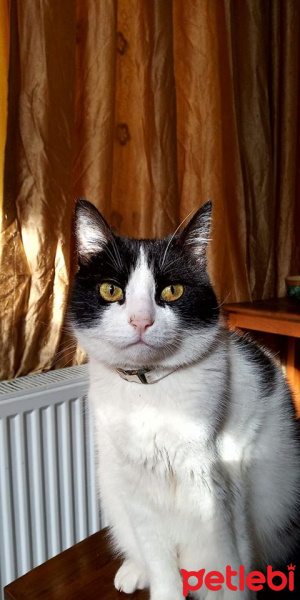 Soke, Kedi  Kanca fotoğrafı