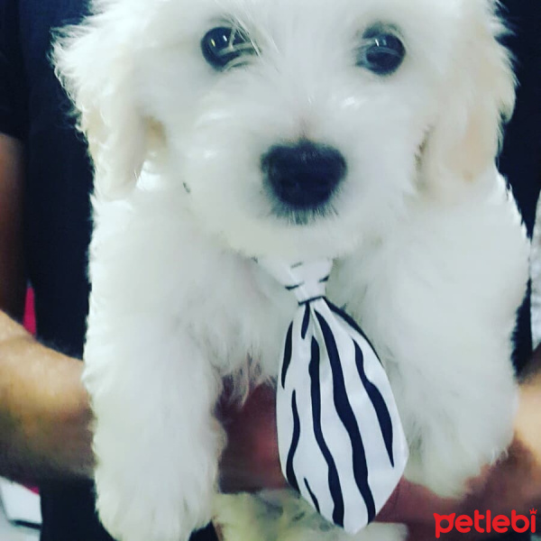Maltese, Köpek  SİMBA fotoğrafı