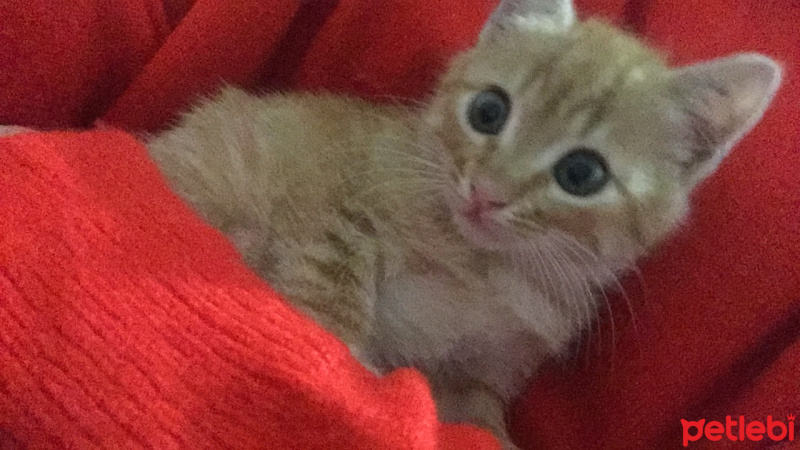 Tekir Kedi, Kedi  Tofi fotoğrafı