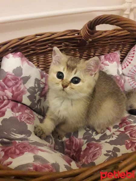 British Shorthair, Kedi  Bambam fotoğrafı