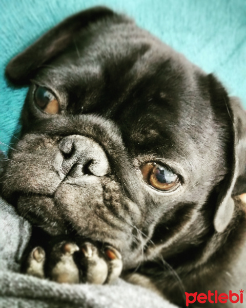 Pug, Köpek  rocky fotoğrafı