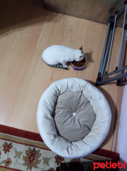 Tekir Kedi, Kedi  pamuk fotoğrafı