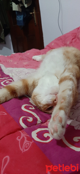 Tekir Kedi, Kedi  Şükrü fotoğrafı