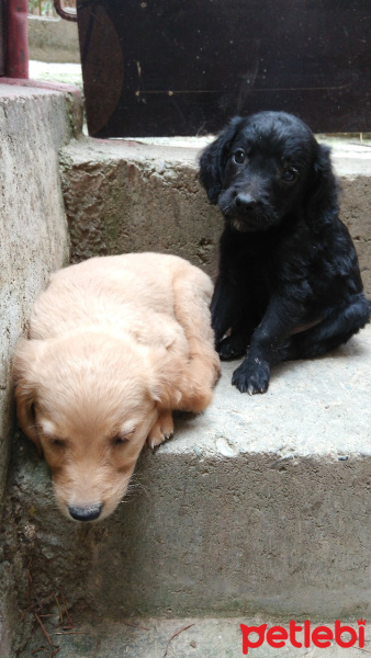 Labrador Retriever, Köpek  böcük fotoğrafı