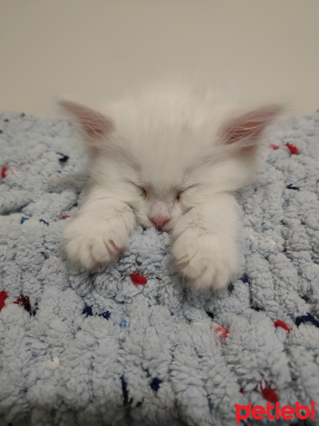 Van Kedisi, Kedi  Snow fotoğrafı