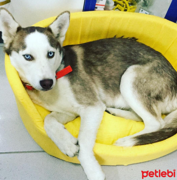 Sibirya Kurdu (Husky), Köpek  Asena fotoğrafı