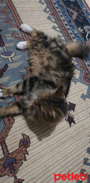 İran Kedisi (Persian), Kedi  Ayaz fotoğrafı