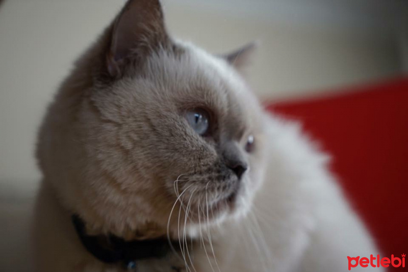 Himalayan, Kedi  Yulaf fotoğrafı