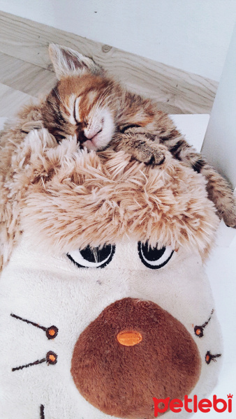 Tekir Kedi, Kedi  Limon fotoğrafı
