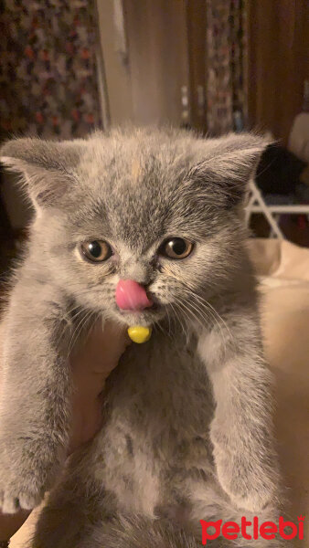 British Shorthair, Kedi  Venüs fotoğrafı