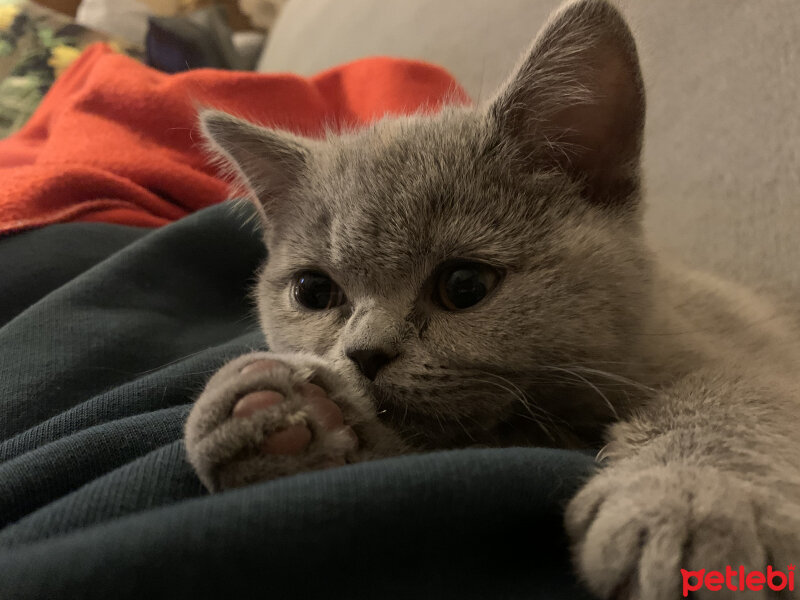 British Shorthair, Kedi  Venüs fotoğrafı