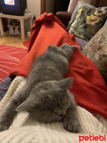 British Shorthair, Kedi  Venüs fotoğrafı