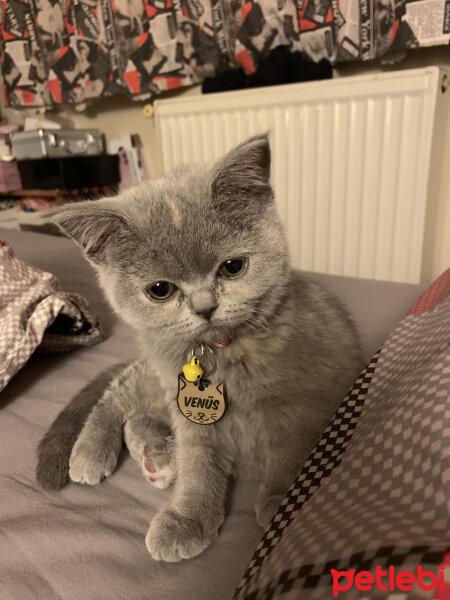 British Shorthair, Kedi  Venüs fotoğrafı