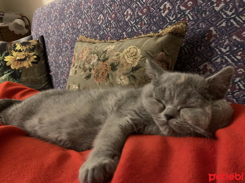 British Shorthair, Kedi  Venüs fotoğrafı