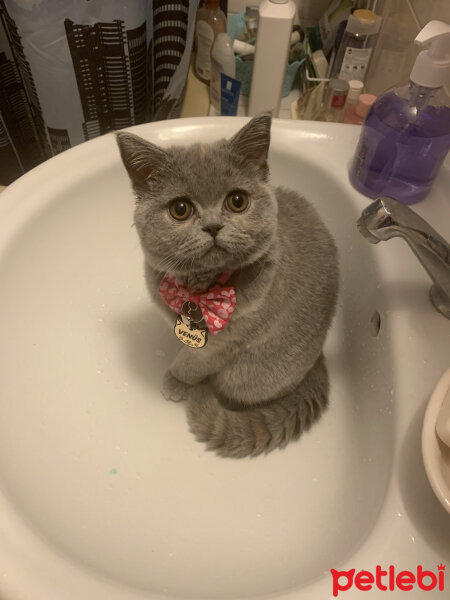 British Shorthair, Kedi  Venüs fotoğrafı