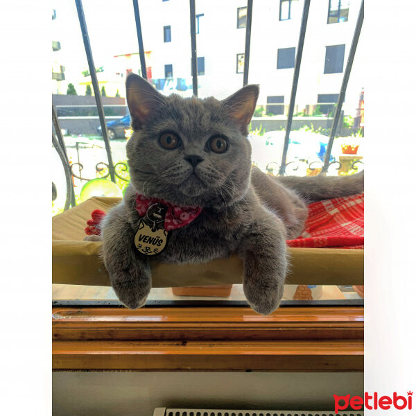 British Shorthair, Kedi  Venüs fotoğrafı