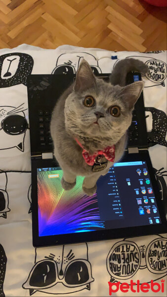 British Shorthair, Kedi  Venüs fotoğrafı