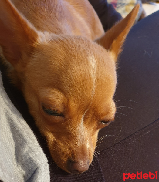 Minyatür Pinscher, Köpek  Weib fotoğrafı