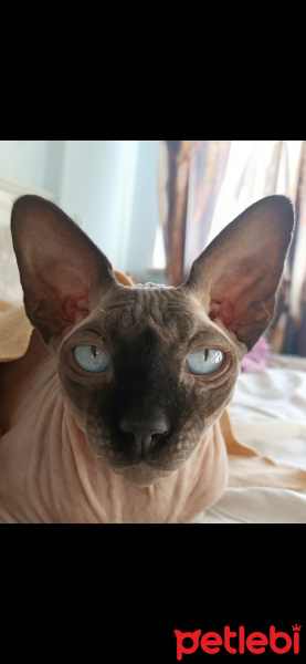 Sphynx, Kedi  Odin fotoğrafı