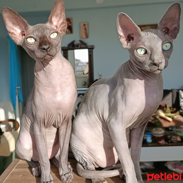 Sphynx, Kedi  Odin fotoğrafı