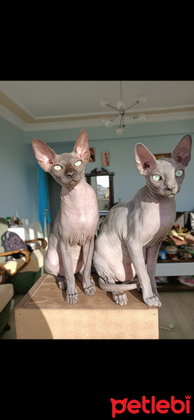 Sphynx, Kedi  Freya fotoğrafı
